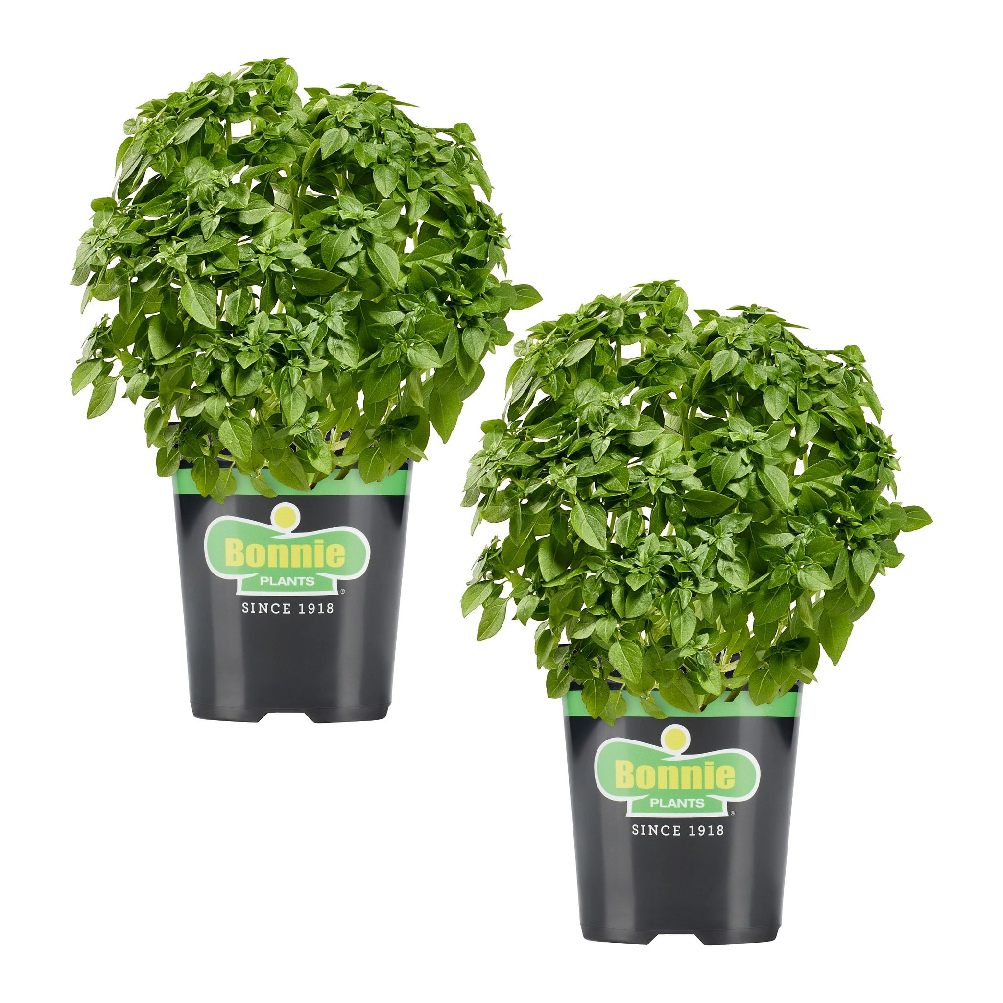 Bonsai Basil (2 Pack)