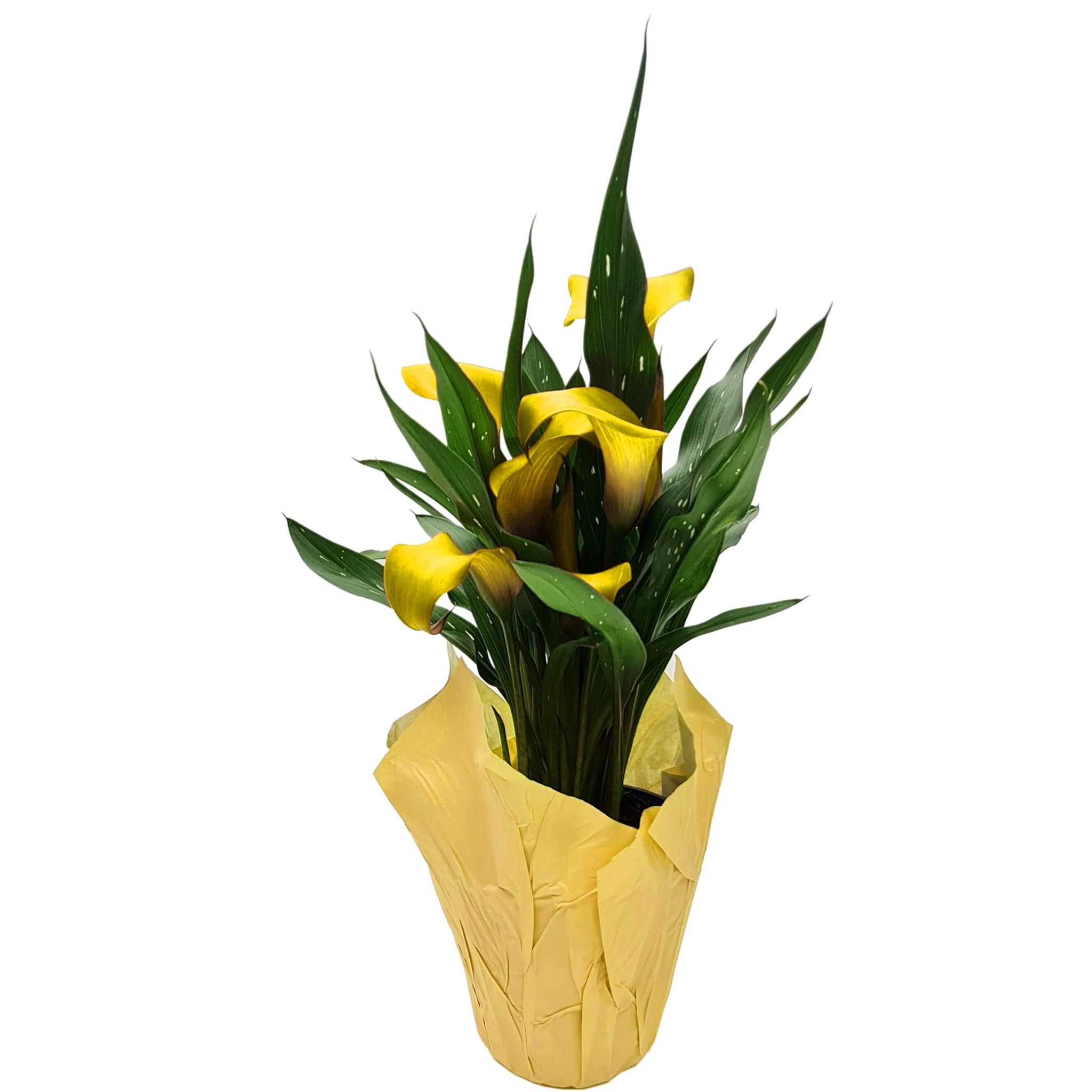 can i plant calla lily in a pot Yellow Calla Lily