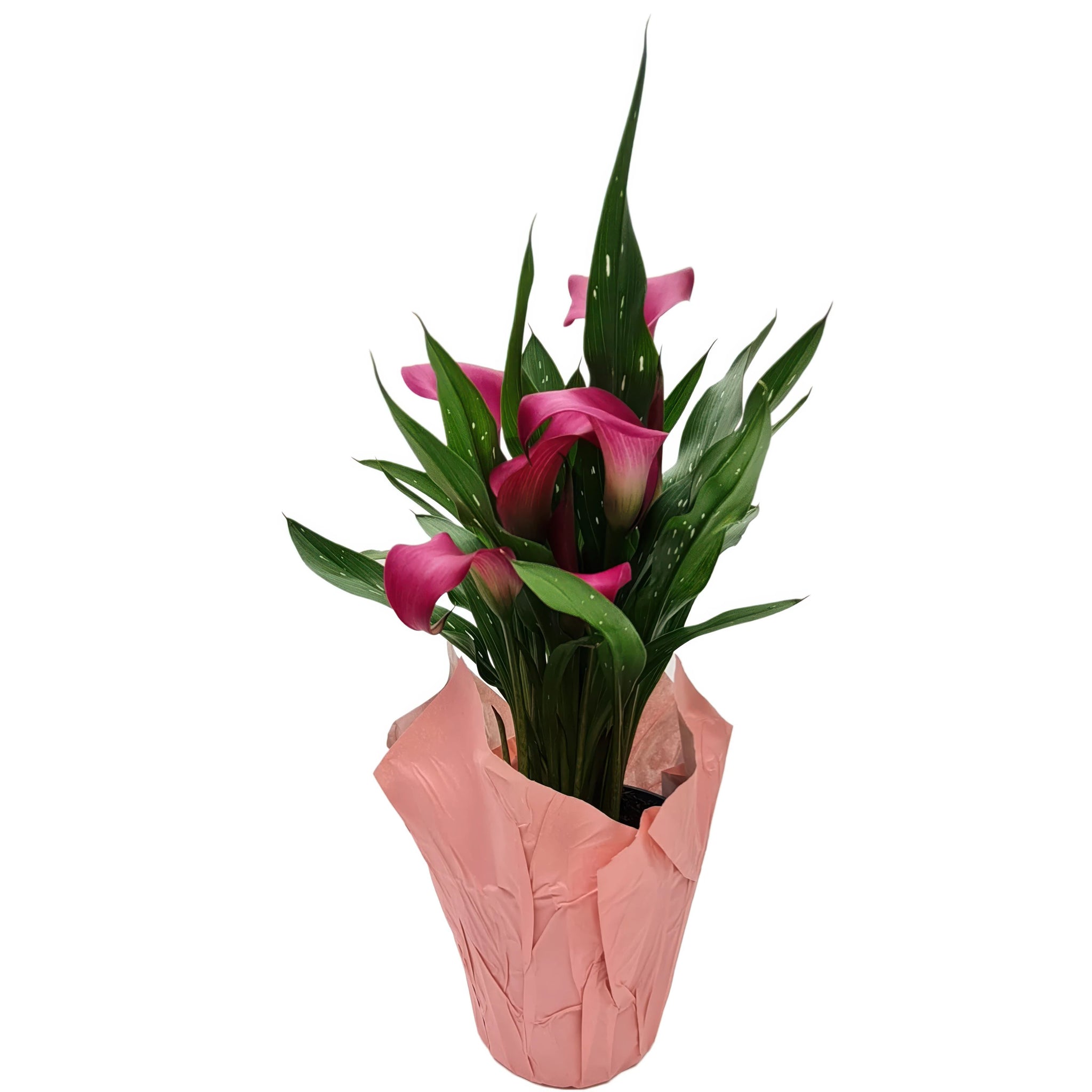 pink calla lily plant Pink Calla Lily