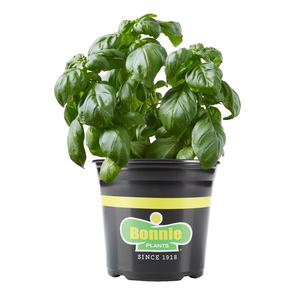 2.32 qt. Sweet Basil – Bonnie Plants