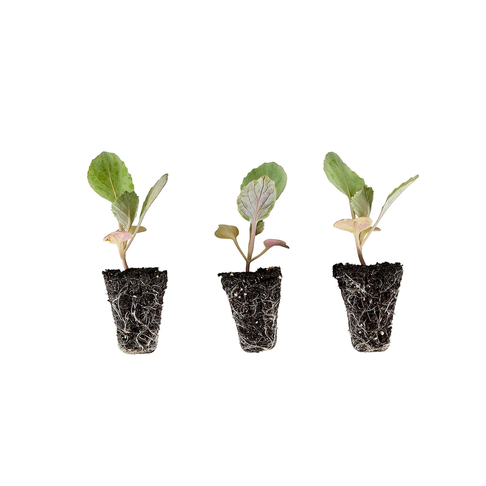 plant cabbage in a pot Cabbage Plugs (3 Pack) – Bonnie Plants