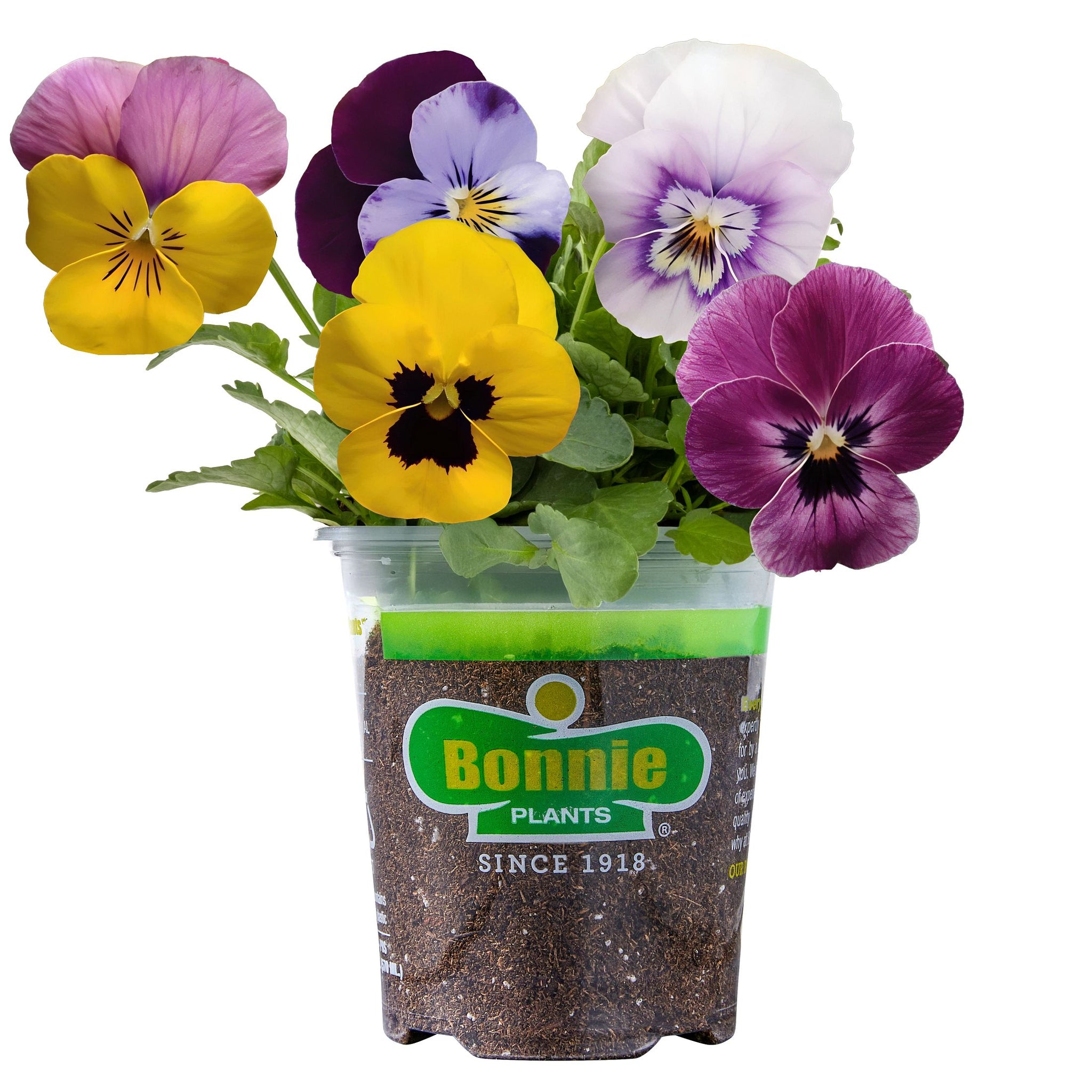edible viola flower seeds Bonnie Plants® Viola Sorbet XP Spring Mix Edible Flower