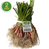 Sweet Red Onion (2 Pack)