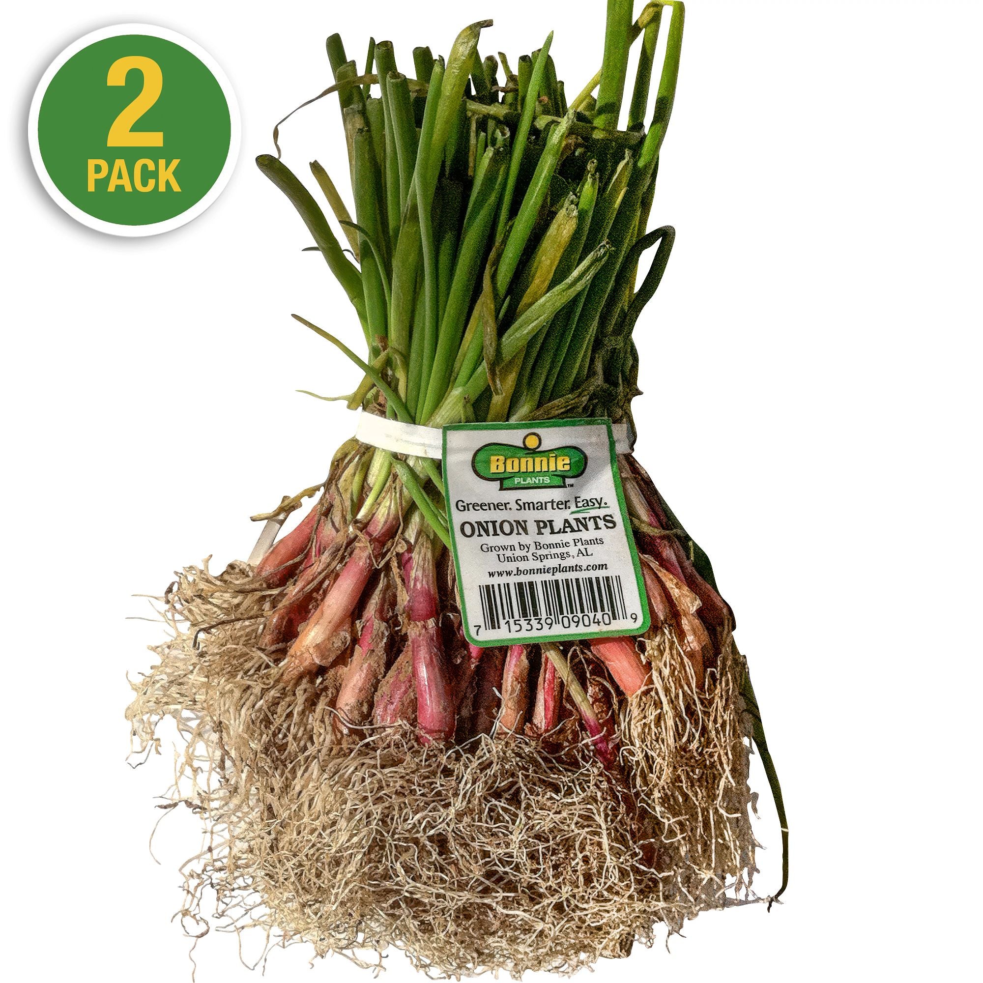 Sweet Red Onion (2 Pack)