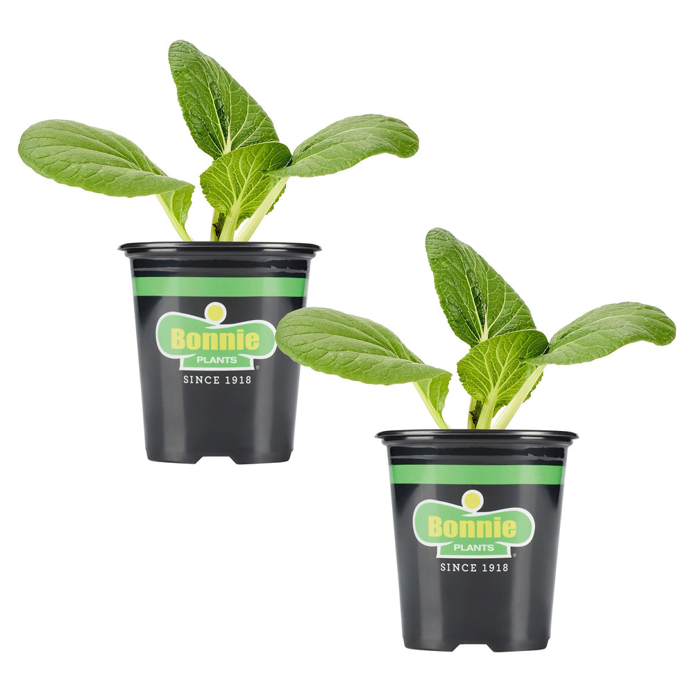 Bok Choy (2 Pack) – Bonnie Plants
