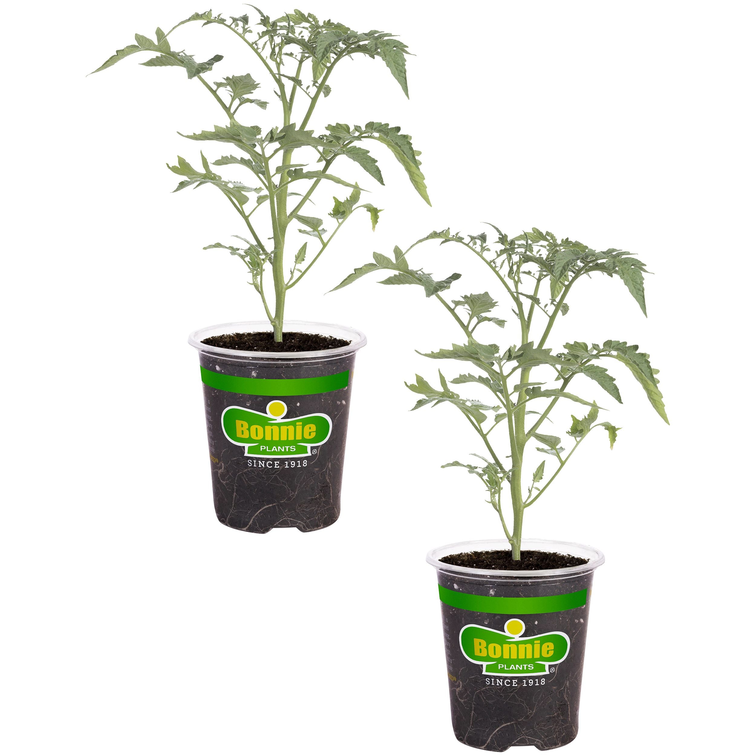 Tidy Treats Tomato – Bonnie Plants
