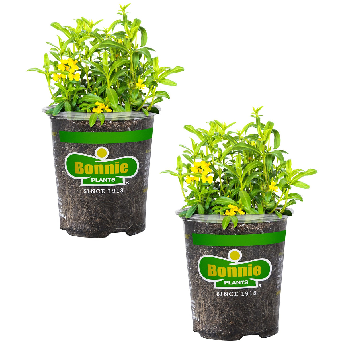 Mexican Tarragon – Bonnie Plants