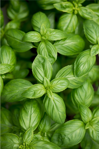 Fresh green basil leaves labeled 'Shop Herbs'.