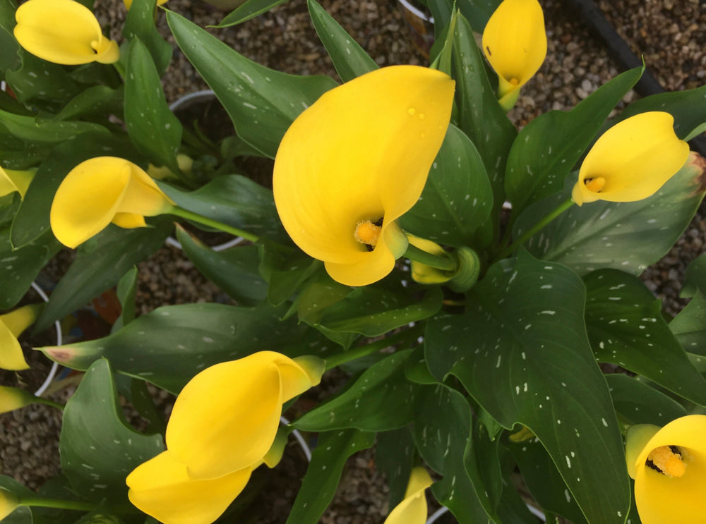 yellow arum lily flower Yellow Calla Lily