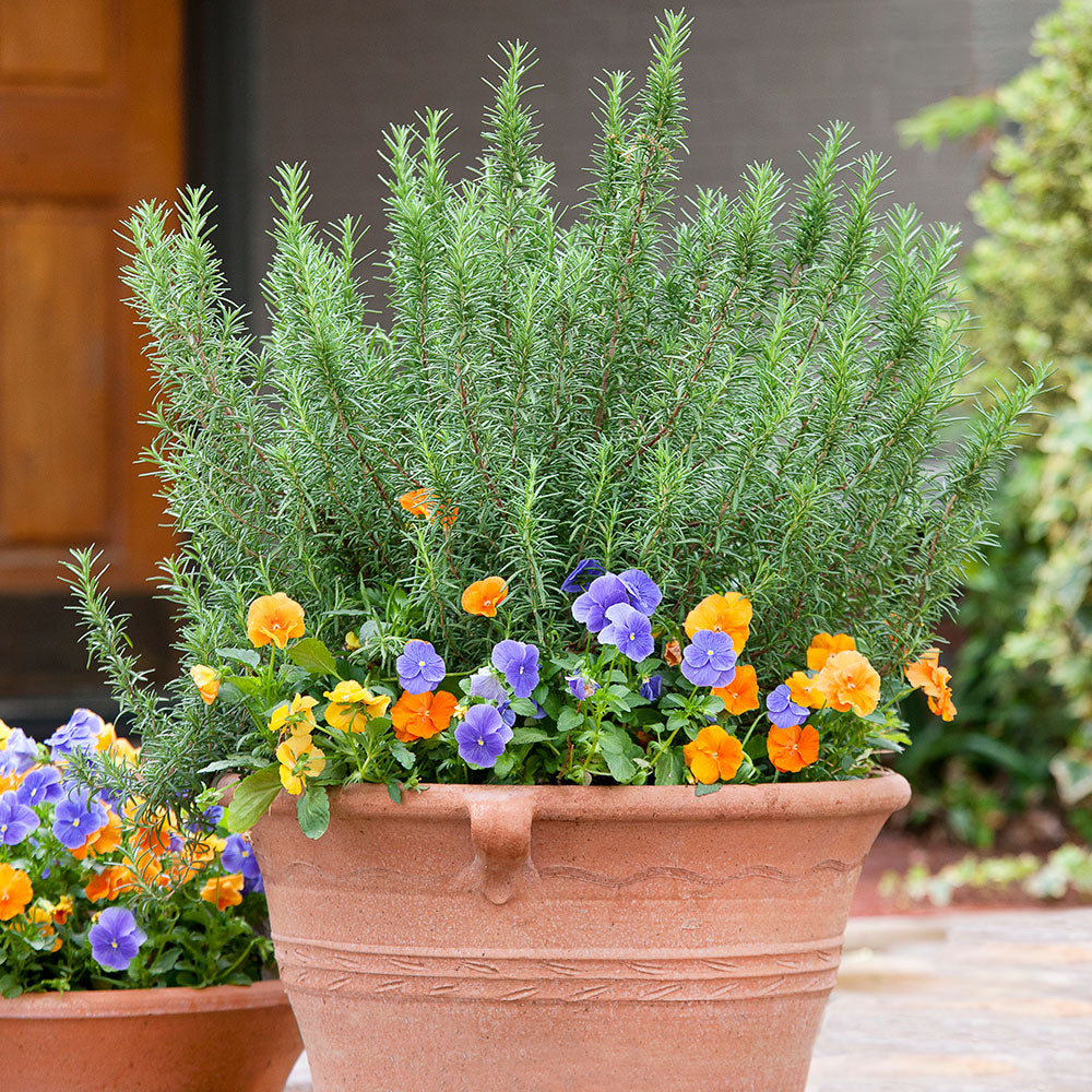 Rosemary – Bonnie Plants