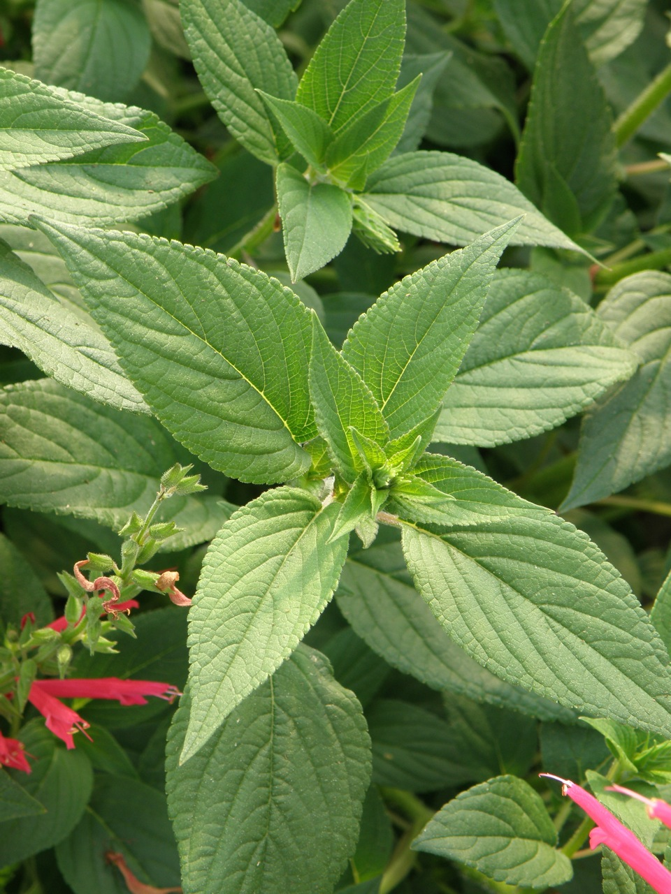 pineapple plant for sale lowes Pineapple Sage (2 Pack) – Bonnie Plants