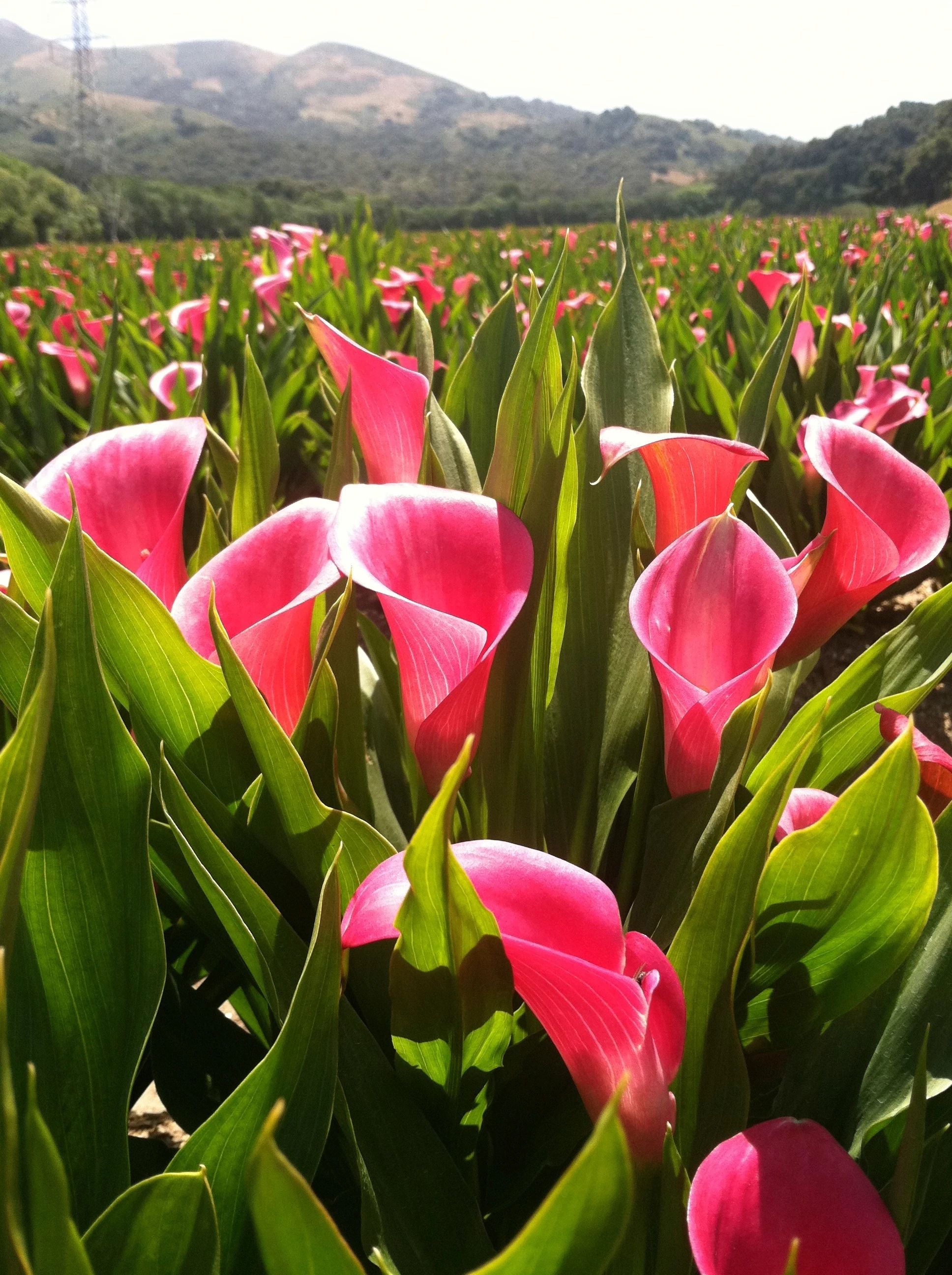 calla lily live plants for sale Pink Calla Lily