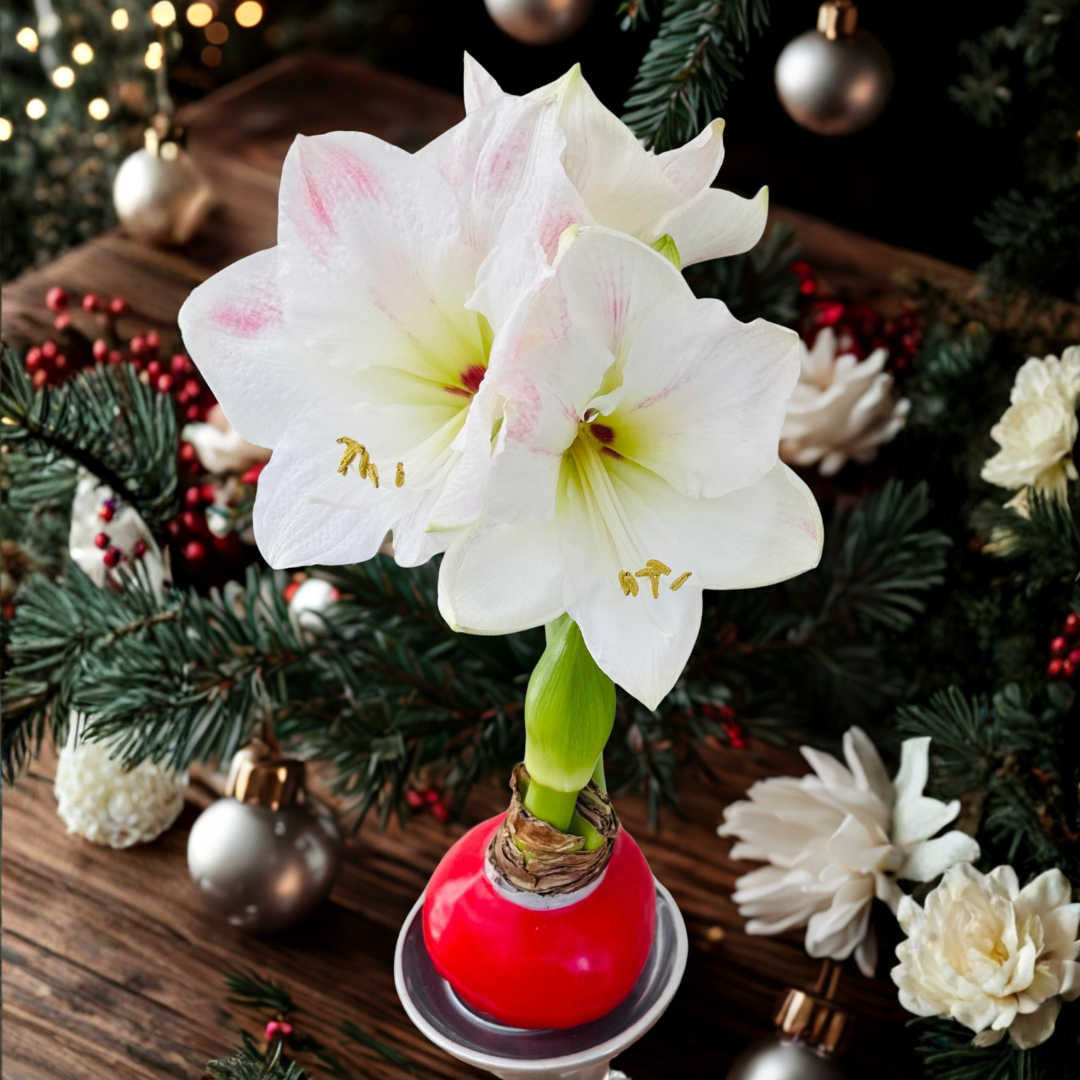 Waxed Amaryllis Bulb