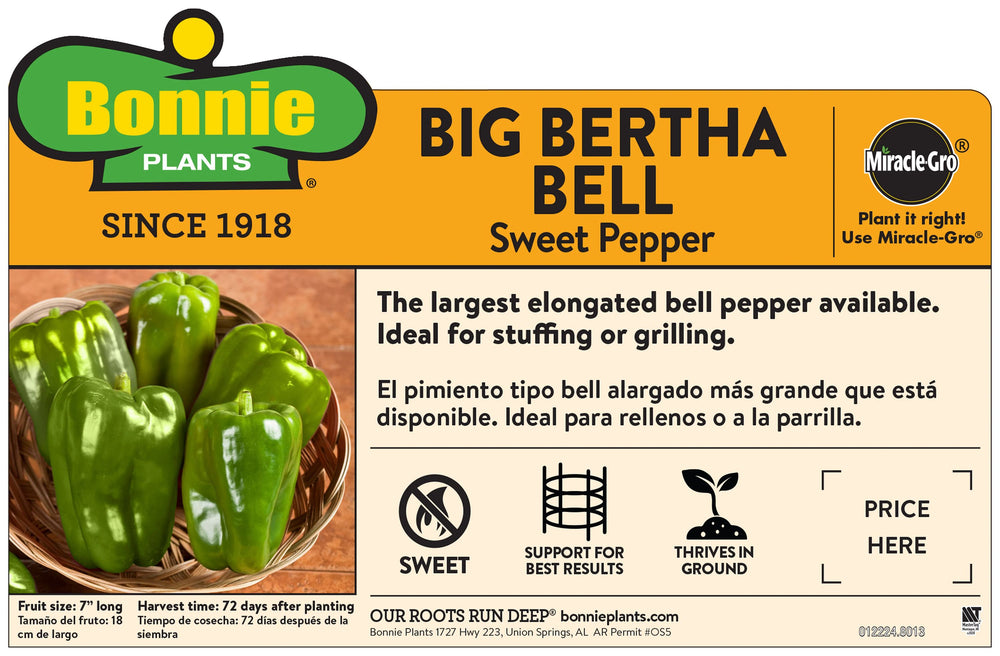 bell pepper plant pot size Big Bertha Bell Pepper – Bonnie Plants