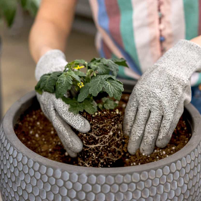 Juliet Roma Grape Tomato – Bonnie Plants