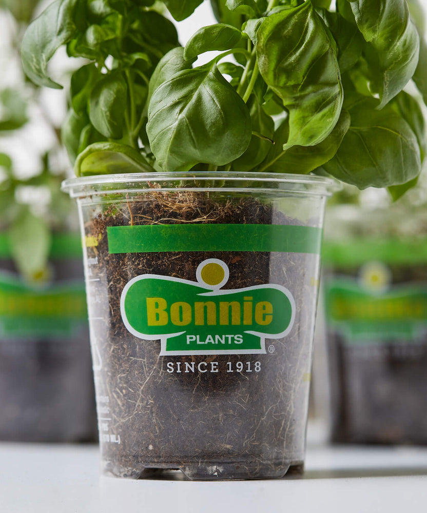 Ready to Ship Herbs Bonnie Plants