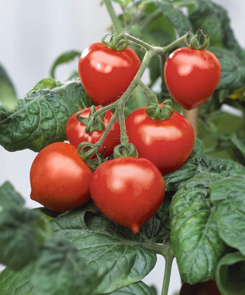 The Growing Zone Bonnie Plants