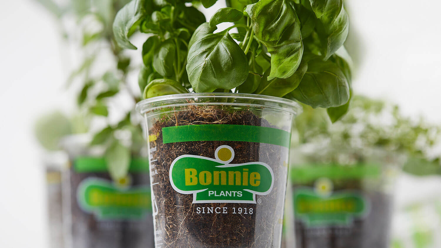 Bonnie vegetable plants