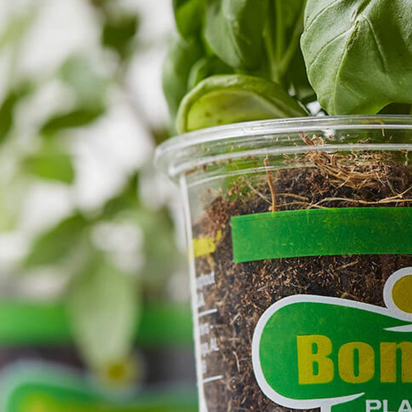 Bonnie Plants Product Catalog