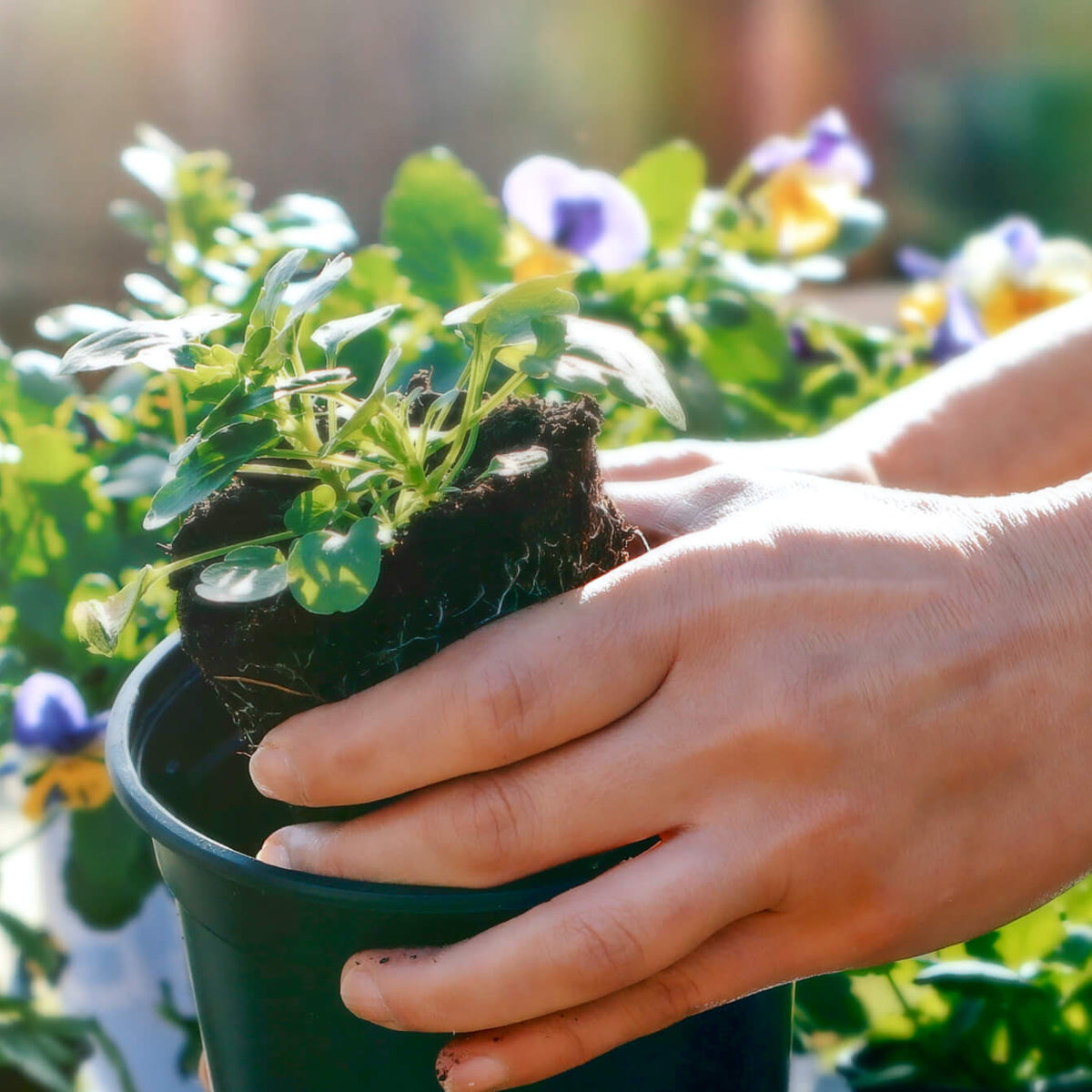Edible Viola (2 Pack)