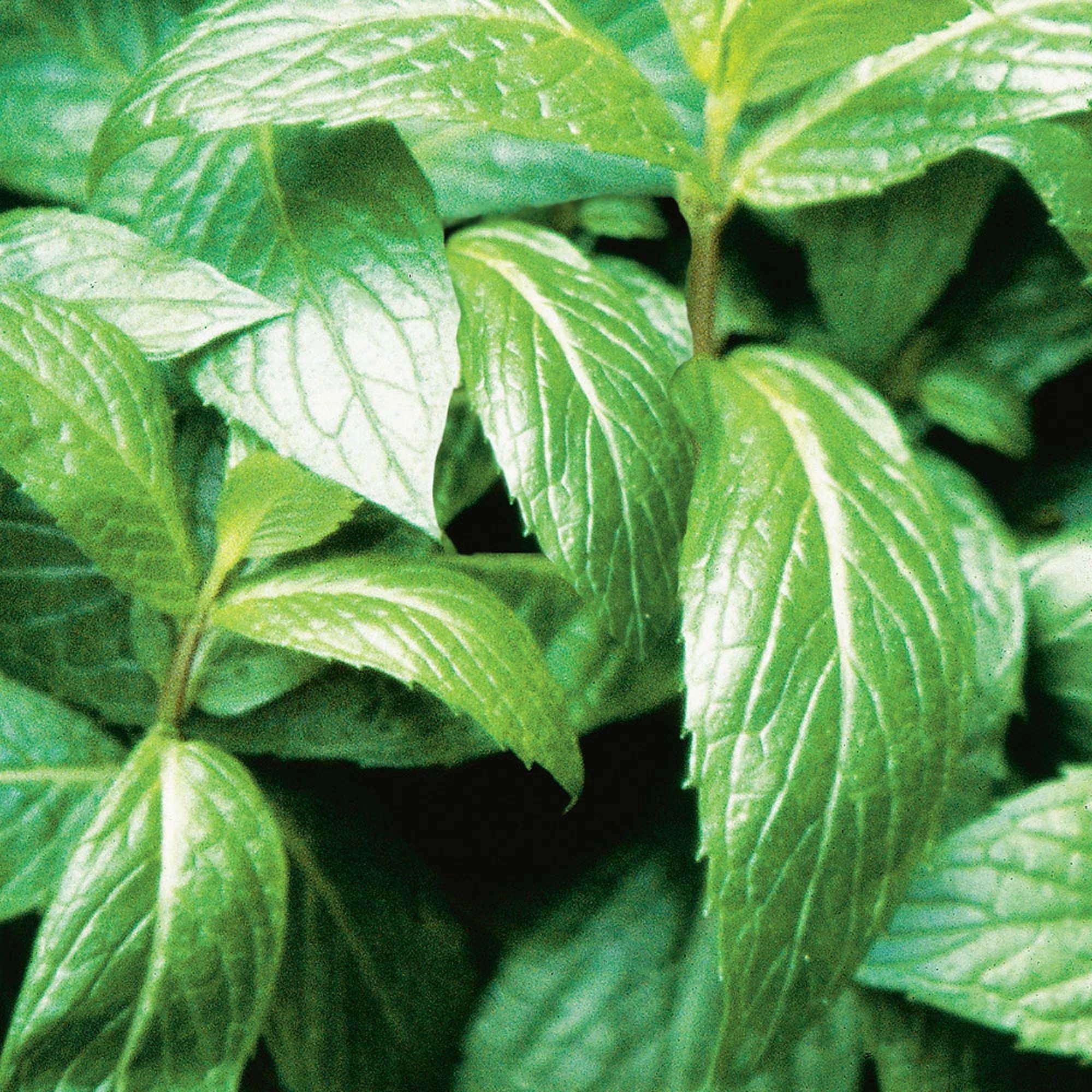 Bonnie Plants® Sweet Mint 3-Pack Plugs