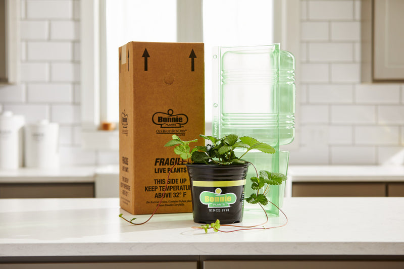 Bonnie Plants - Garden Plants for Your Vegetable Garden or Herb Garden