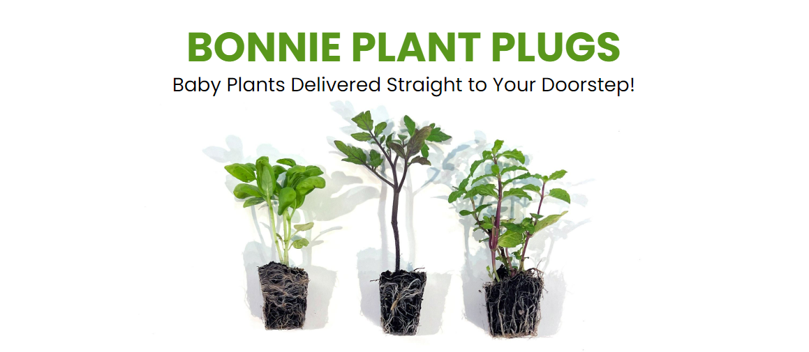 Bonnie Plugs Bonnie Plants