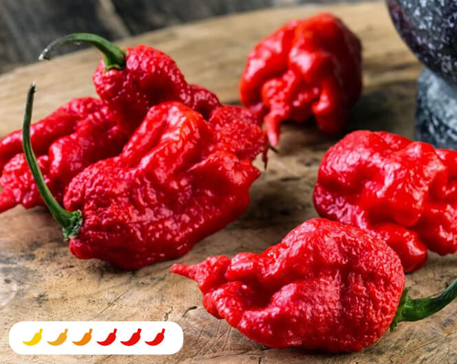 best time to plant carolina reaper seeds 2.32 qt. Carolina Reaper Pepper