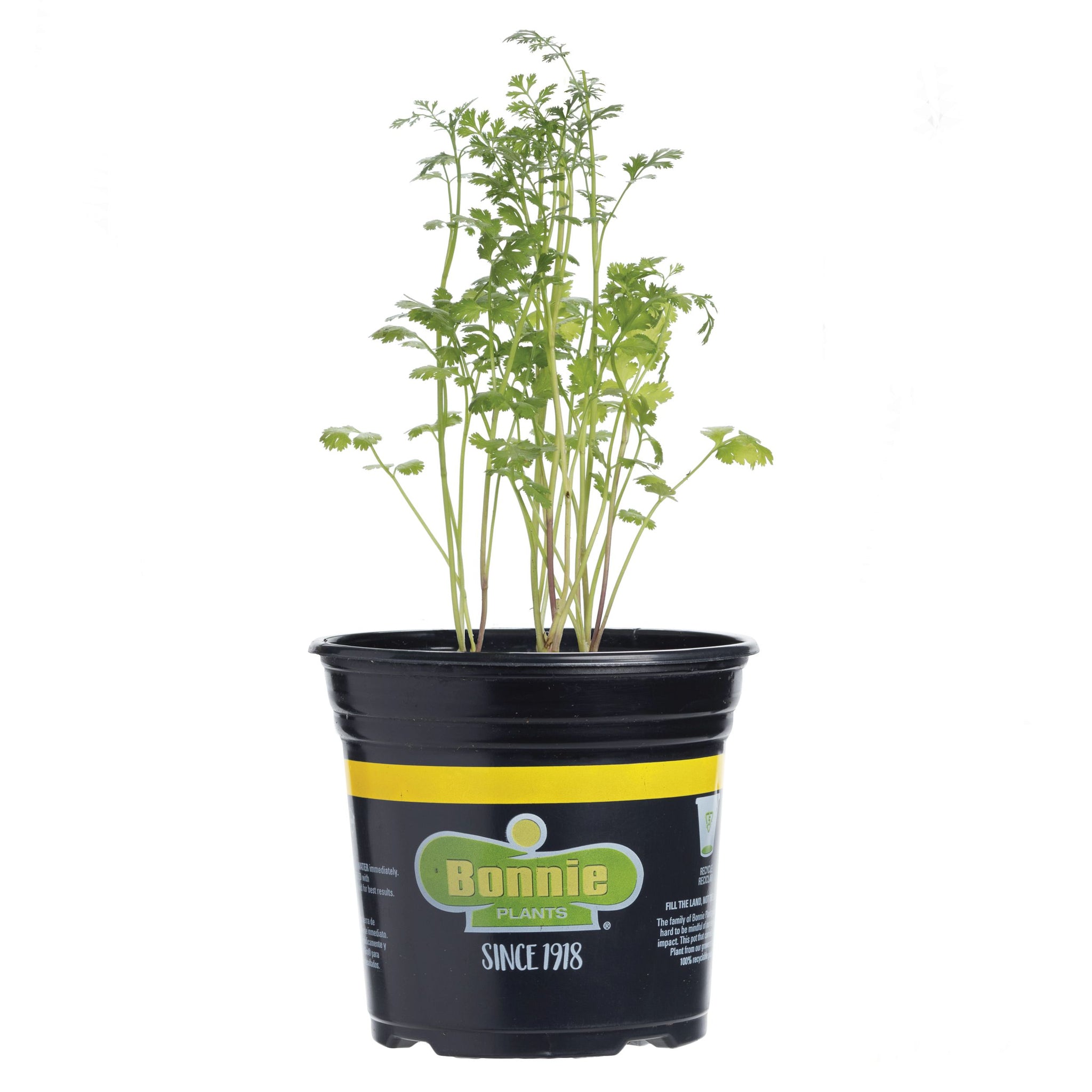 house plant that looks like cilantro Citronella (Mosquito Plant) – Bonnie Plants
