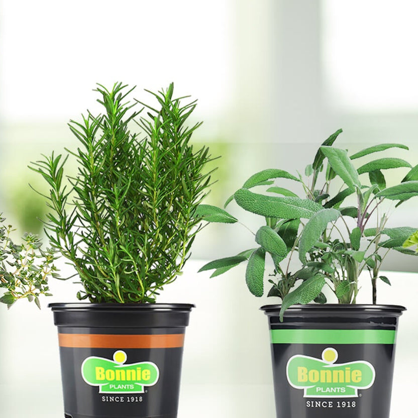 ALL NEW Reserves – Bonnie Plants