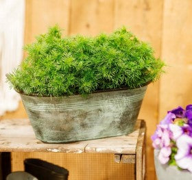 black licorice succulent Black Licorice Herb (2 Pack) – Bonnie Plants