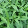 French Tarragon