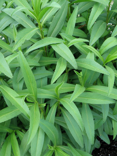 French Tarragon