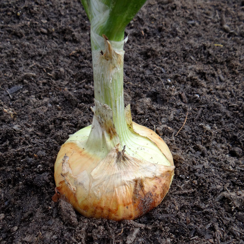 Yellow Granex Onion (2 Pack)