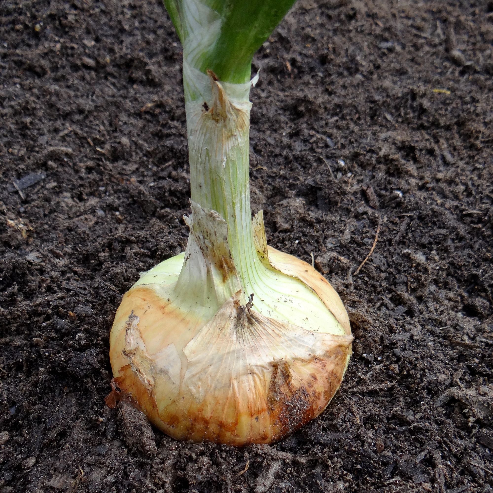 Yellow Granex Onion (2 Pack)