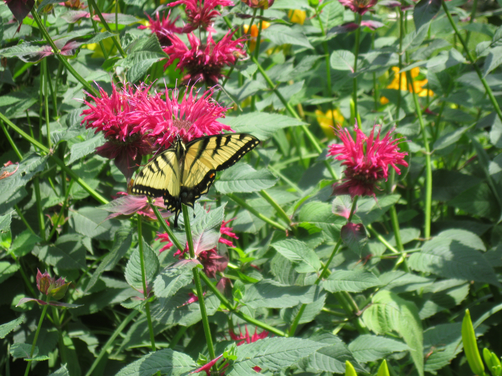 Bee Balm (2 Pack)