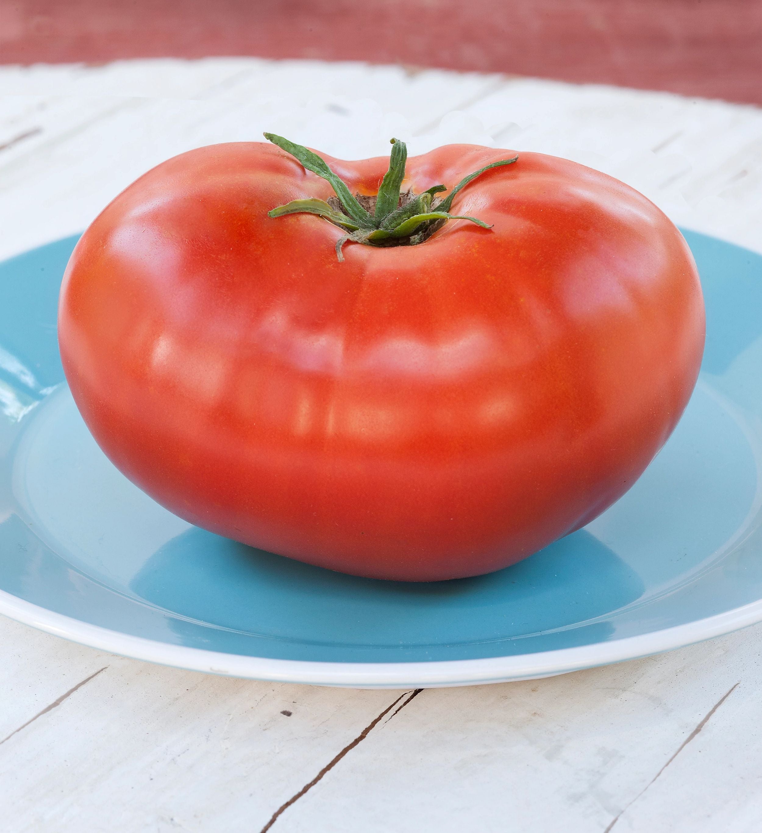 Jet Star Tomato – Bonnie Plants