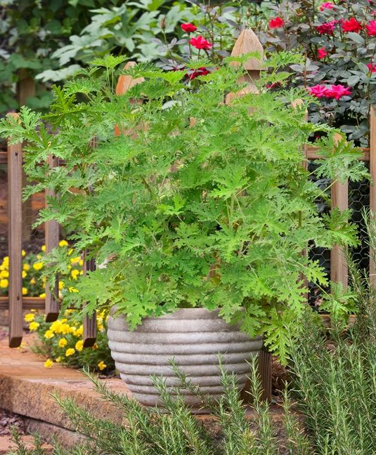Citronella () Citronella