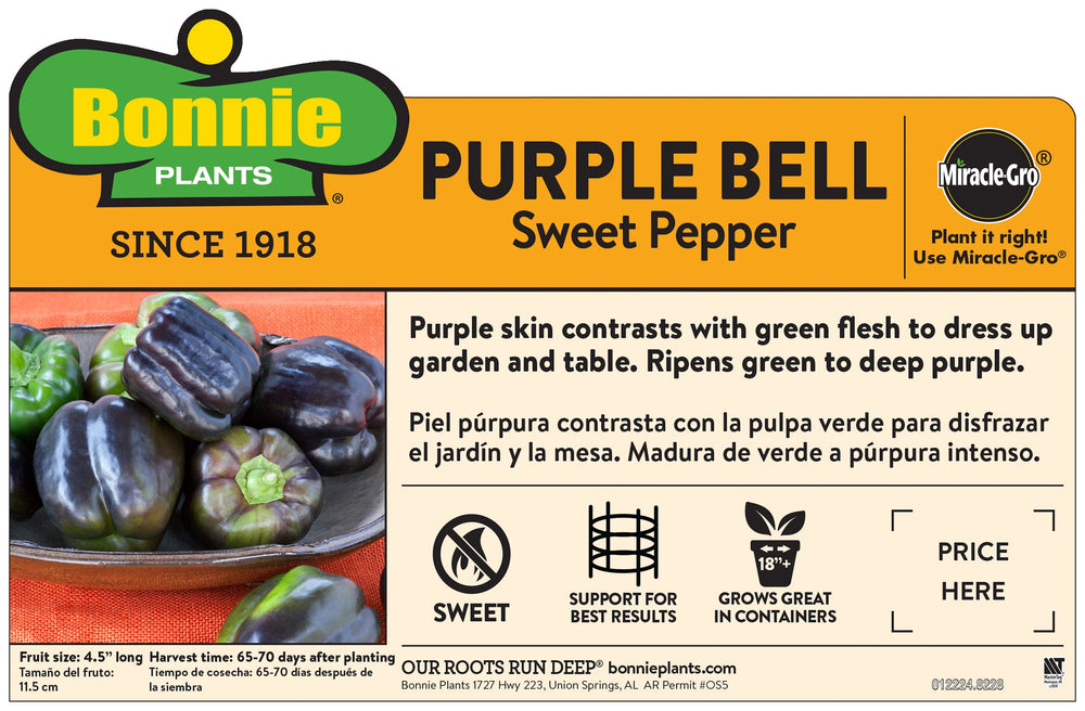 Purple Bell Sweet Pepper