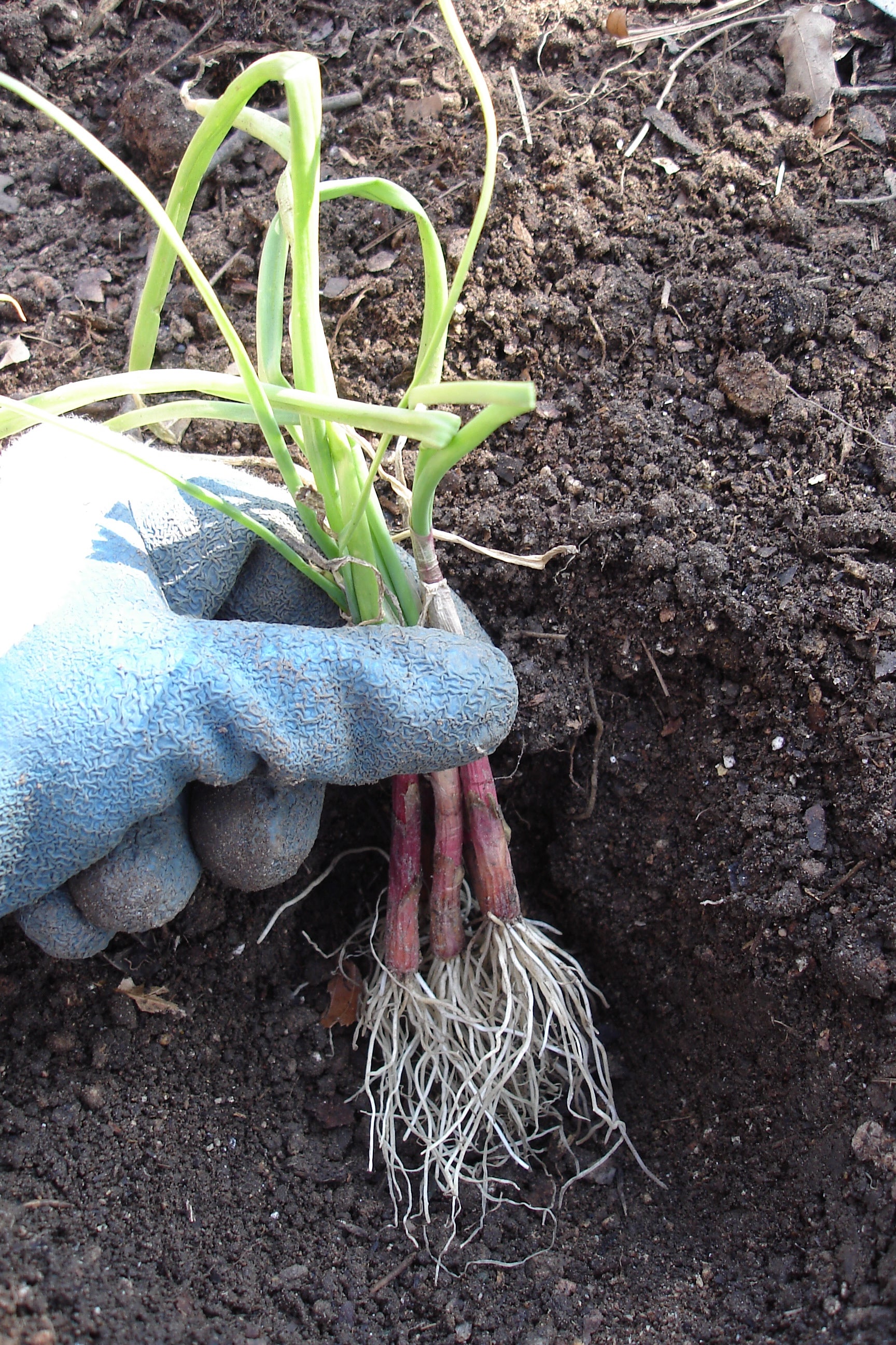 Candy Onion (2 Pack)