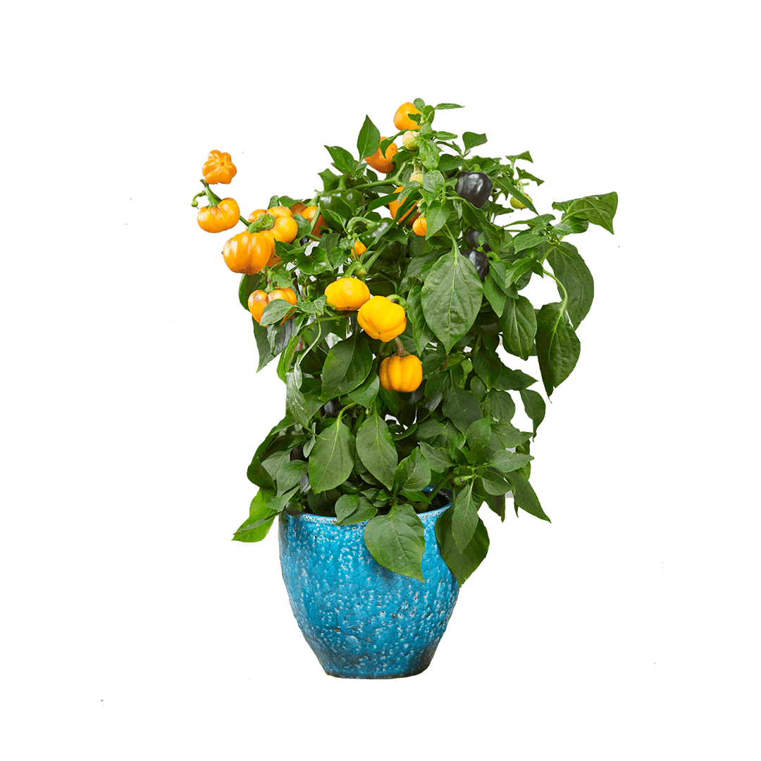 pepper plant in a pot Halloween Pepper – Bonnie Plants