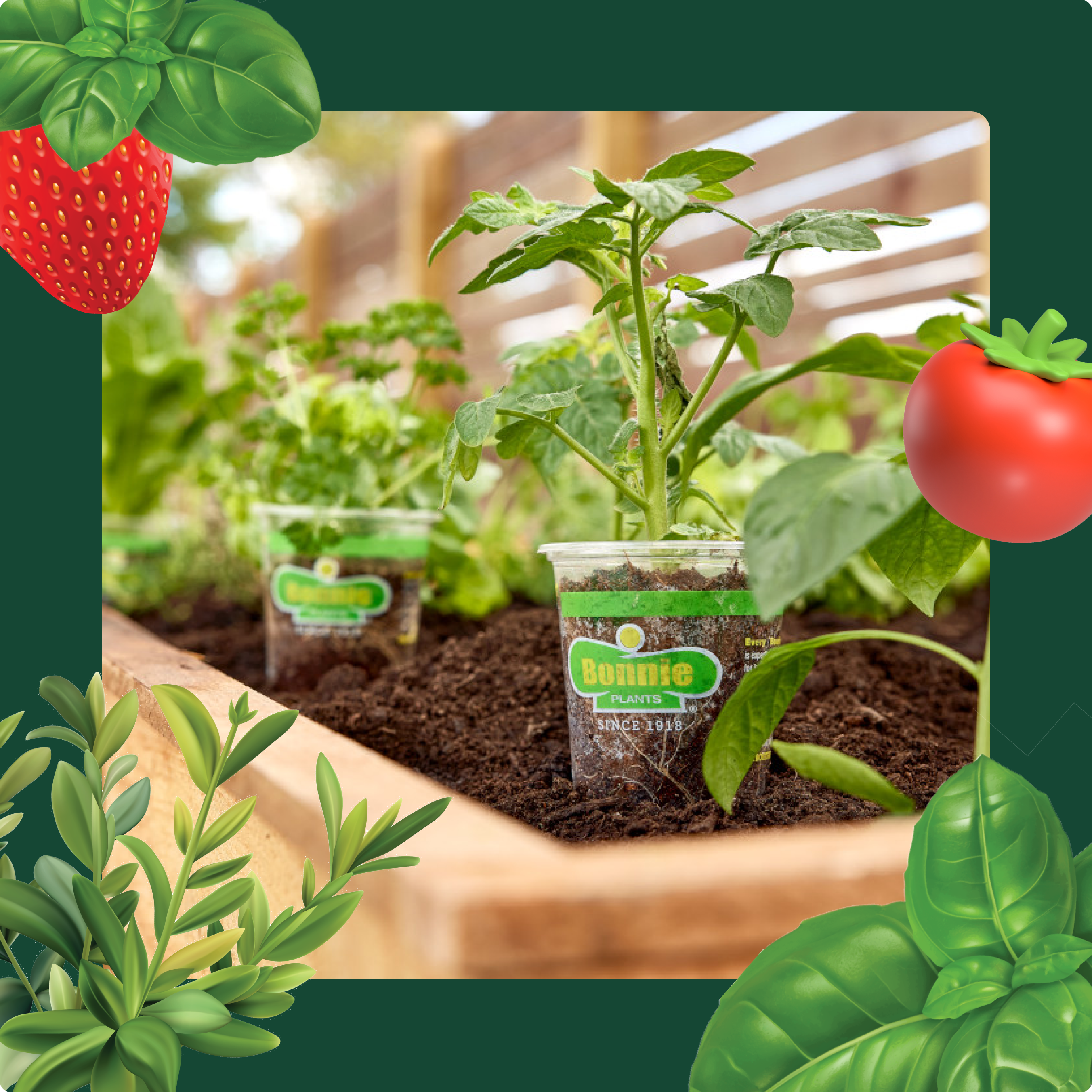 Bonnie plants seeds