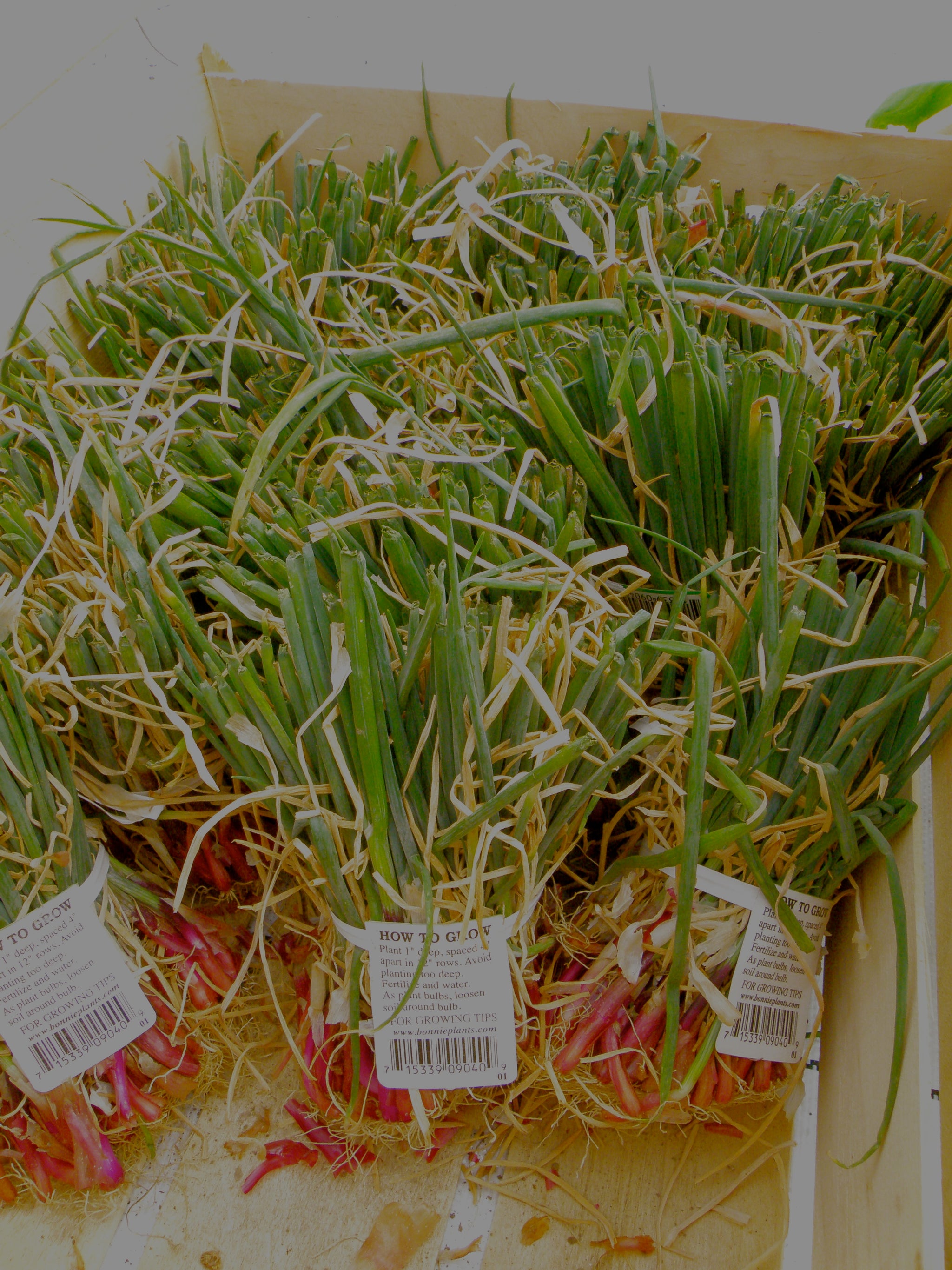 Sweet Red Onion (2 Pack)