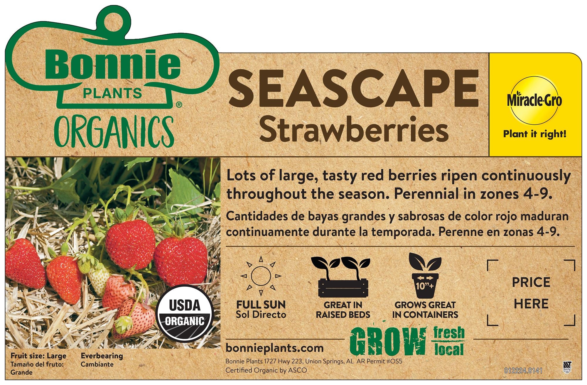 Seascape Strawberry | Bonnie Plants