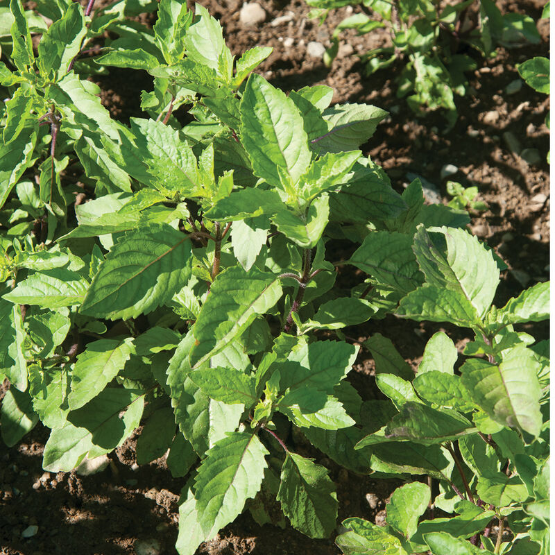 Basily Holy Basil (2 Pack) – Bonnie Plants