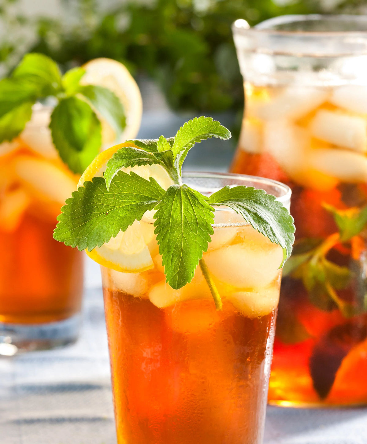 Stevia 2Pack Bonnie Plants