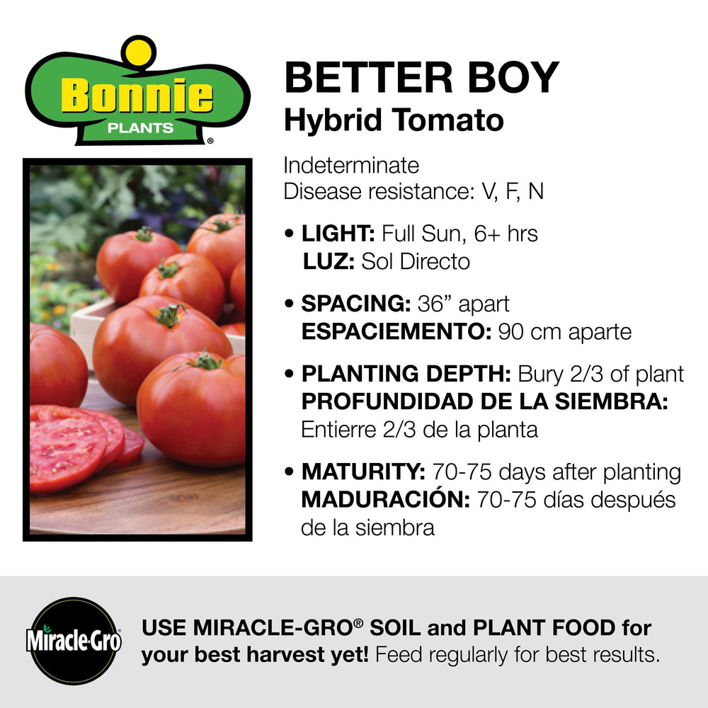 best potting mix for tomato seeds Better Boy Tomato 3-Pack Plugs