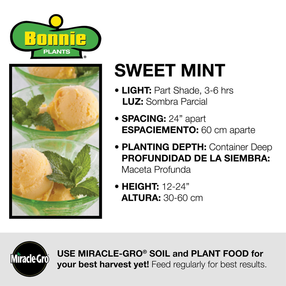 Bonnie Plants® Sweet Mint 3-Pack Plugs