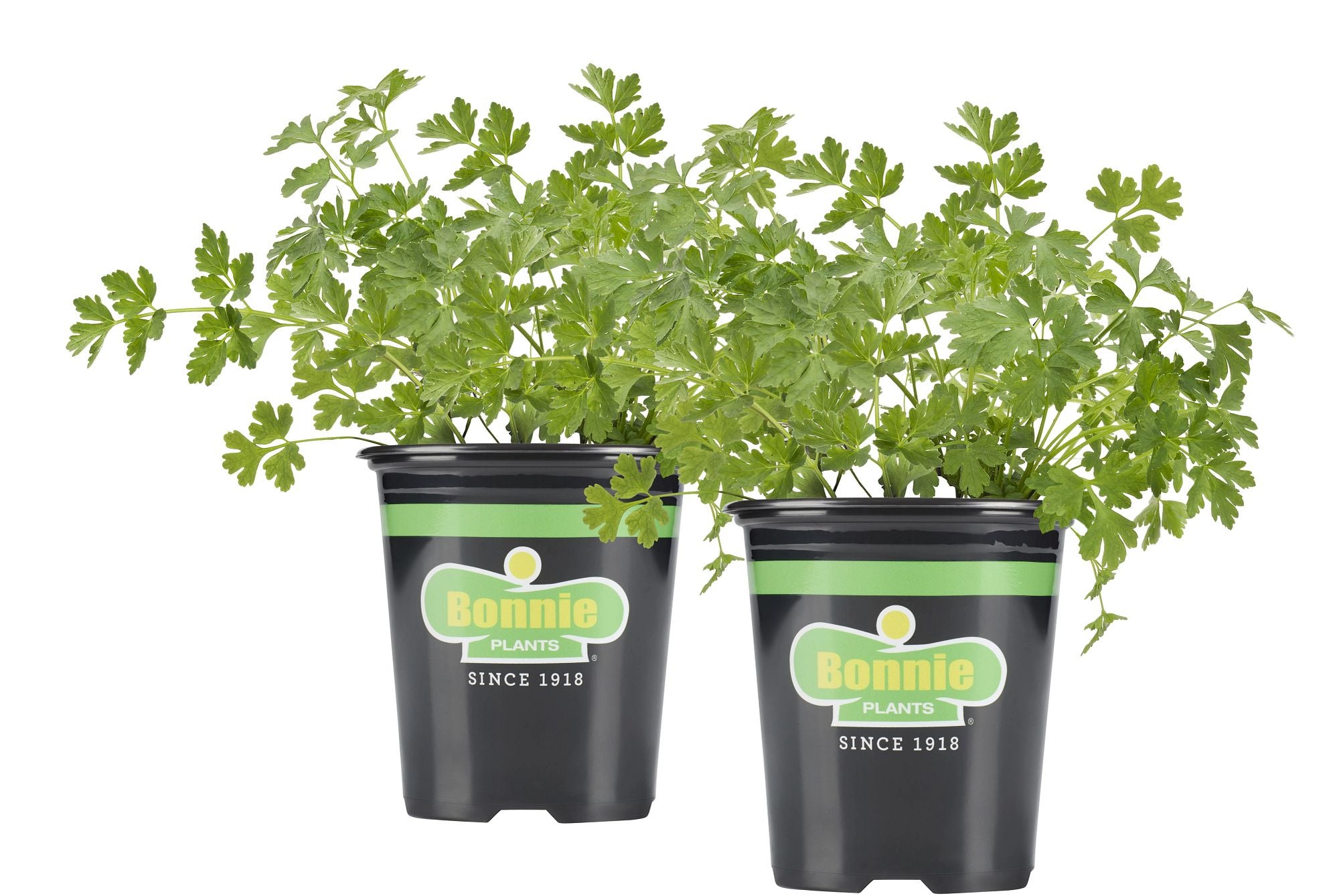 house plant that looks like parsley Flat Italian Parsley – Bonnie Plants