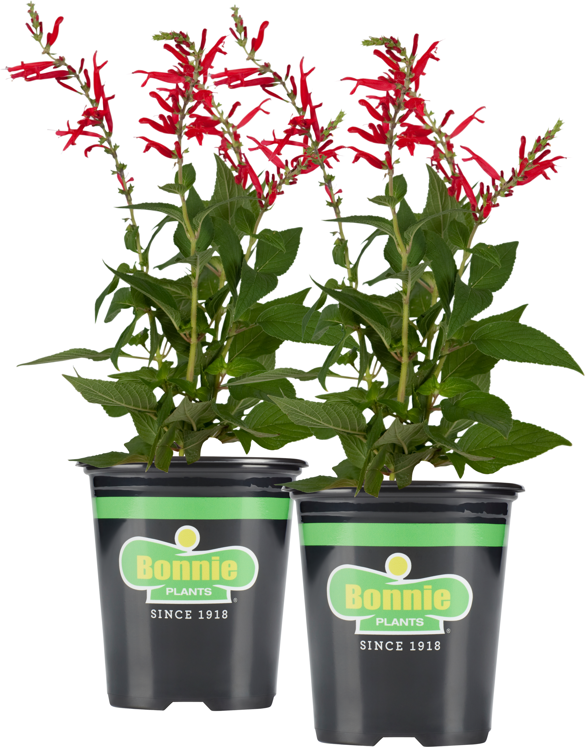bonnie plants pineapple sage Pineapple Sage (2 Pack)